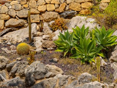 Mediterranean garden with cacti