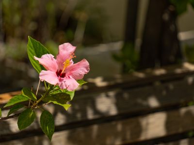 Garden detail