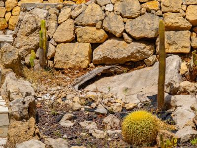 Cactus garden