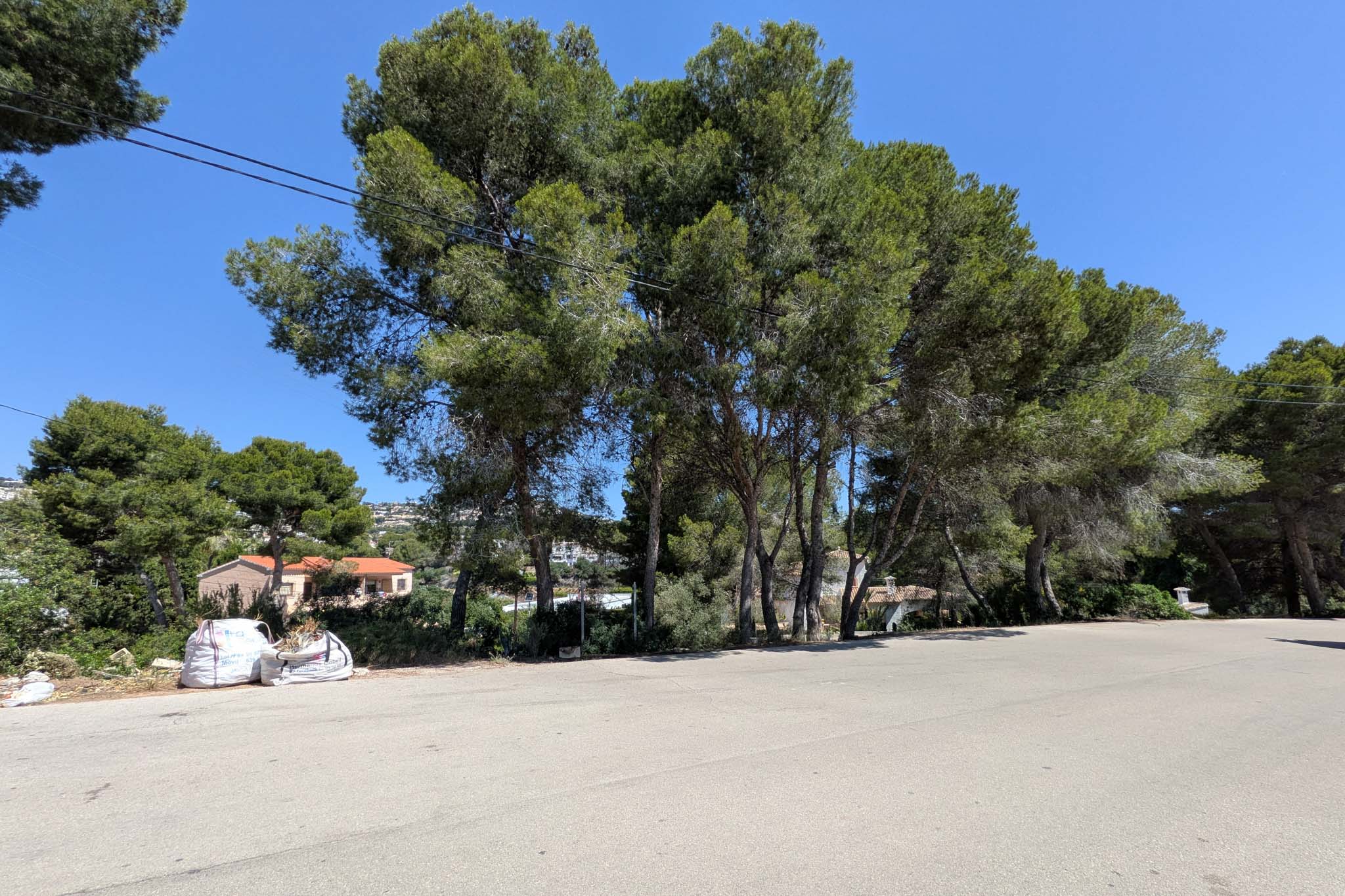 Plot with pine trees
