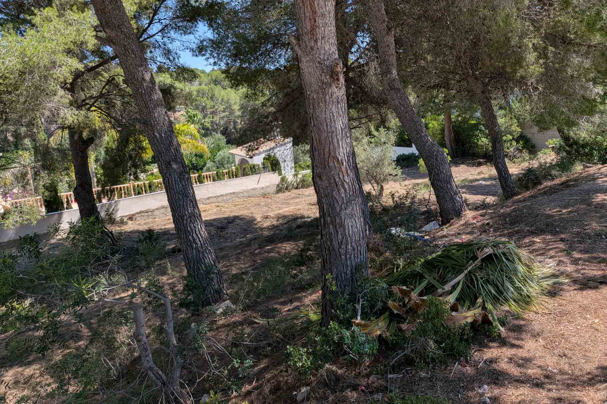 Plot with pine trees