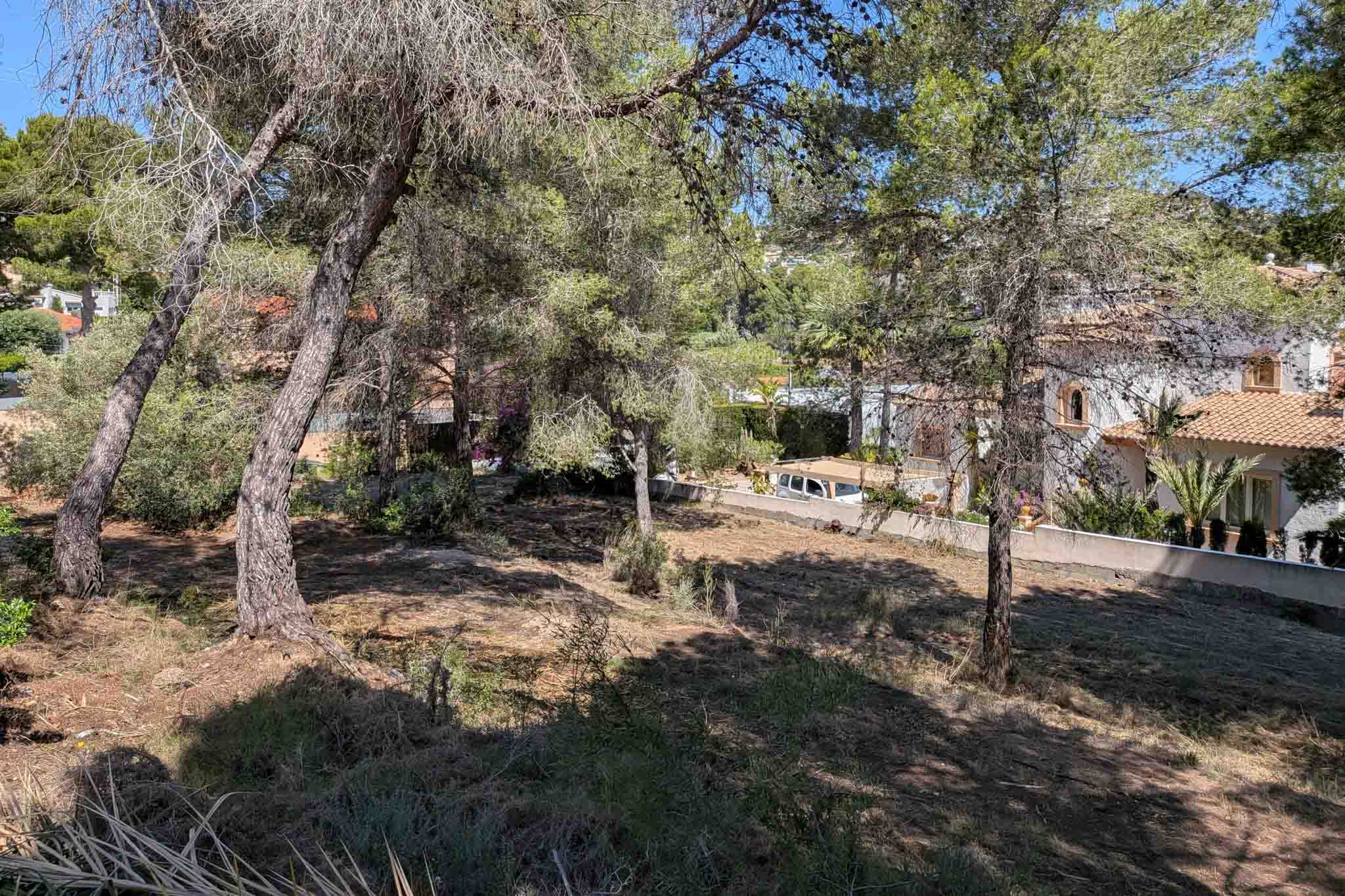 Plot with pine trees