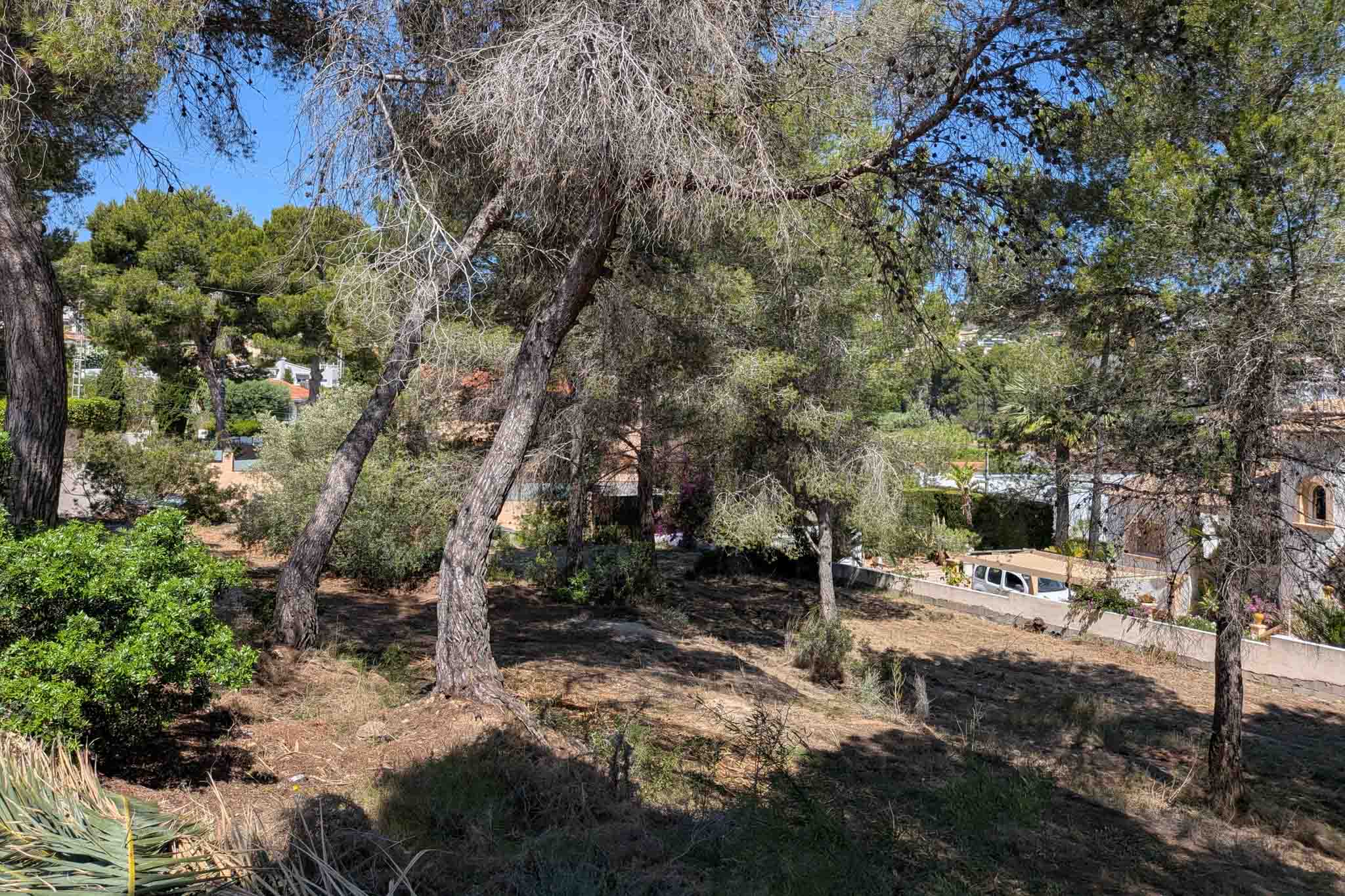 View of the plot with trees