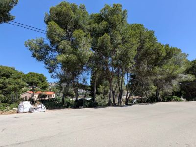 Plot with pine trees