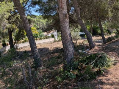 Plot with pine trees