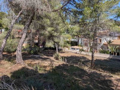 Plot with pine trees