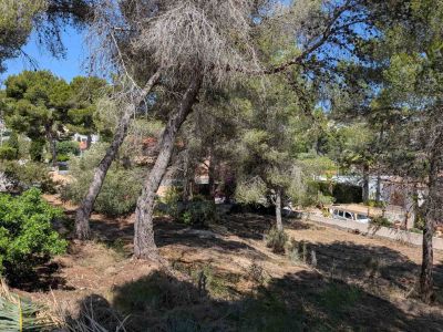 View of the plot with trees