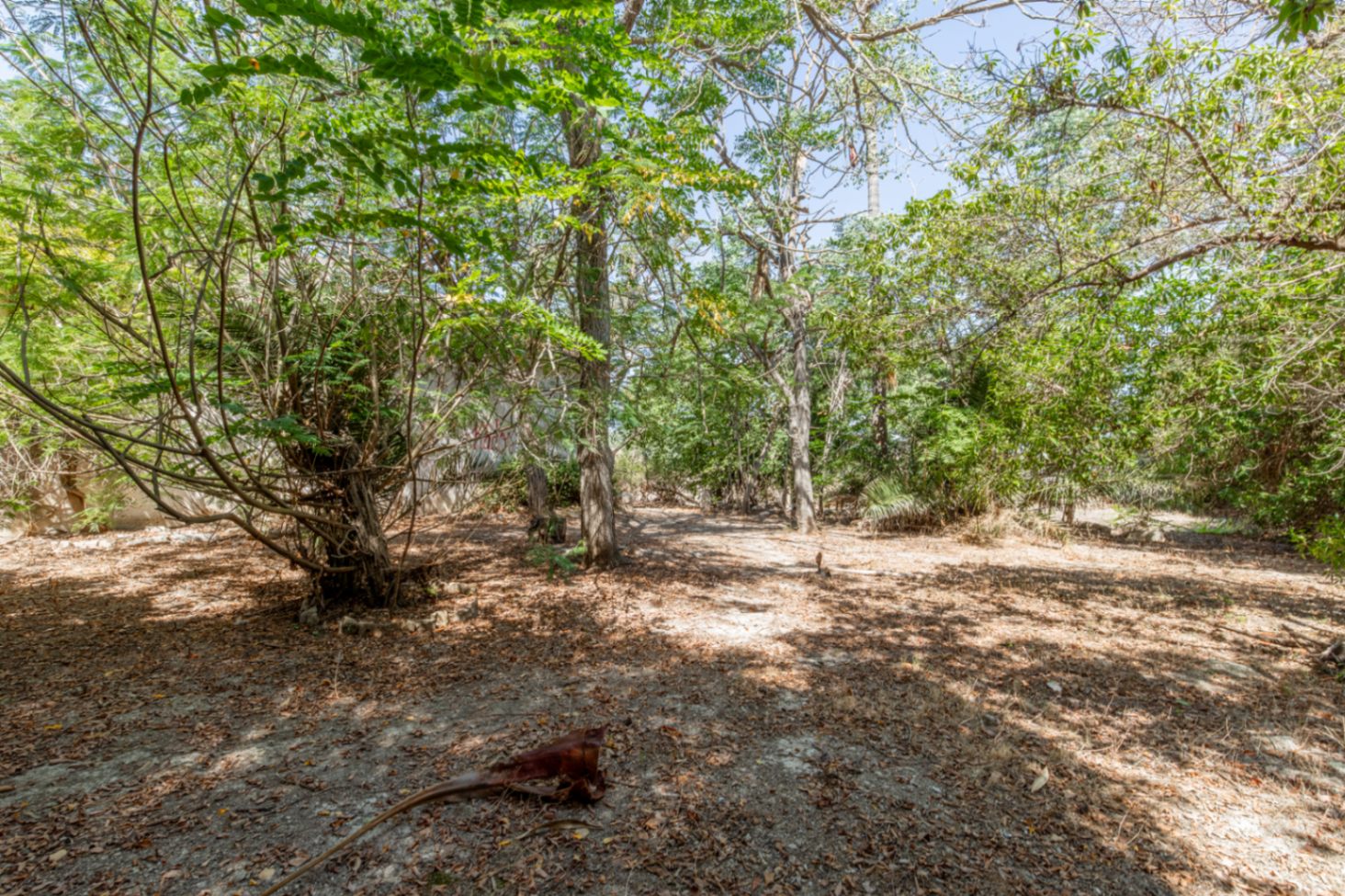 Wooded garden grounds