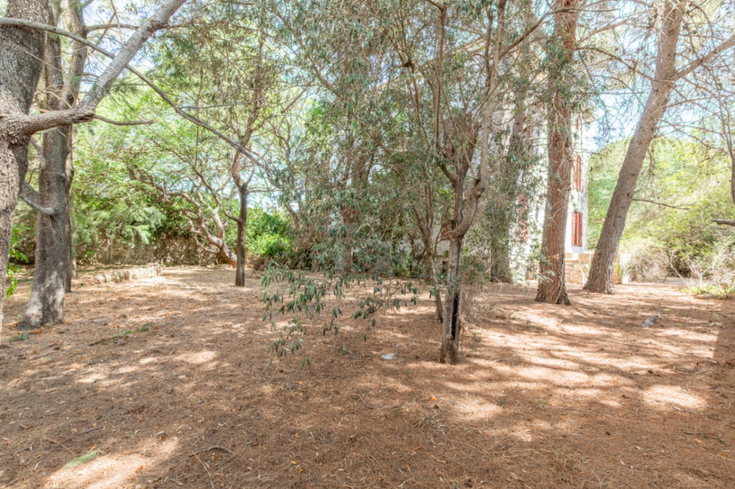 Wooded garden area
