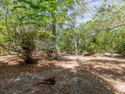 Wooded garden grounds