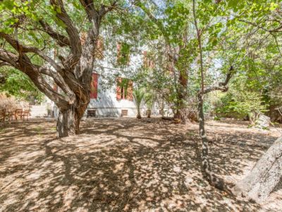 Wooded garden on the property
