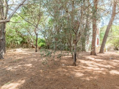 Wooded garden area