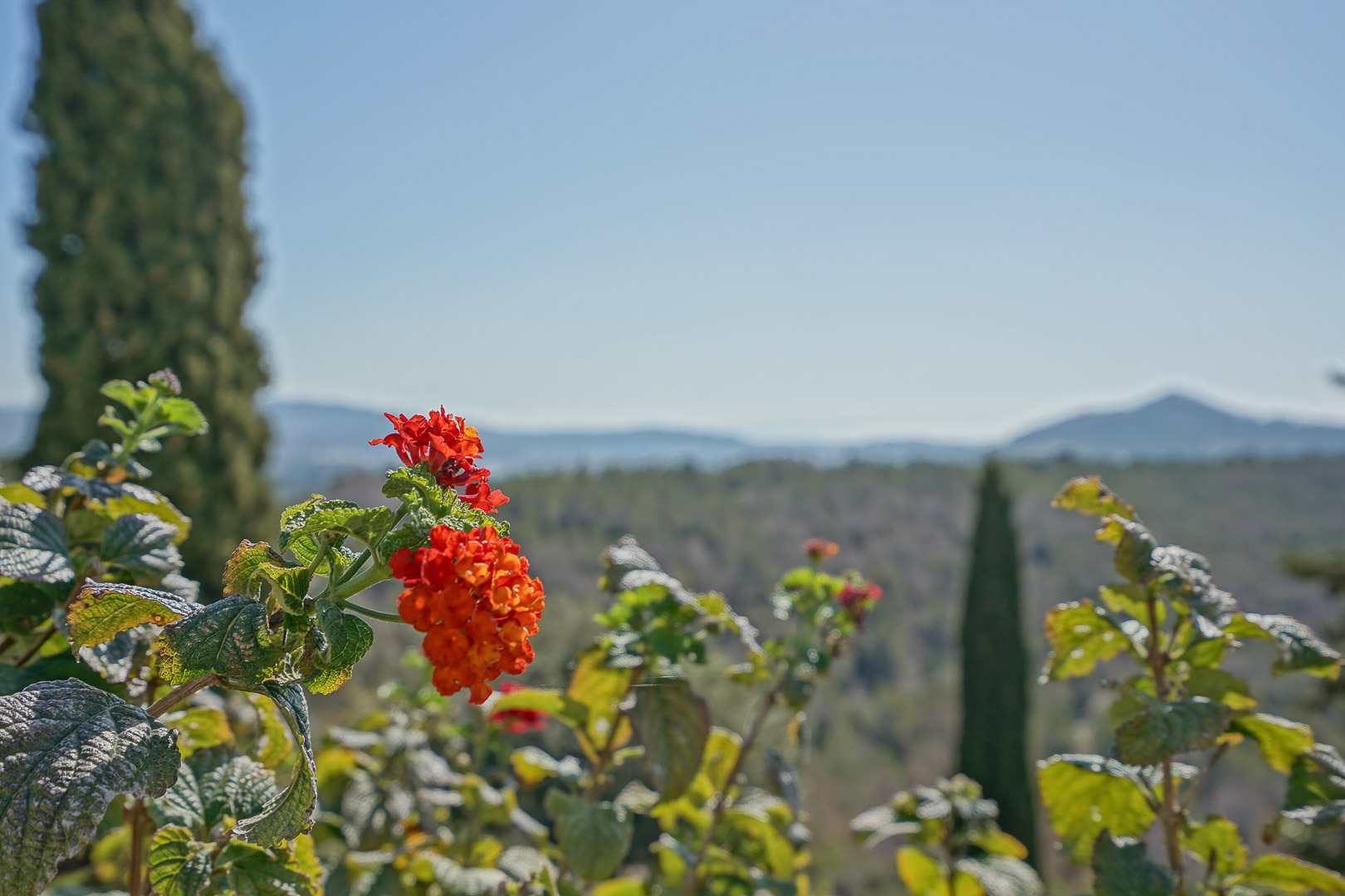 Garden and landscape views