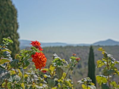 Garden and landscape views