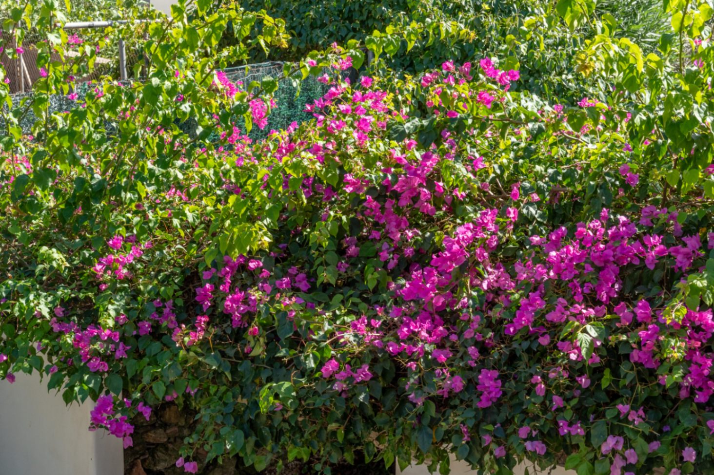 Garden detail