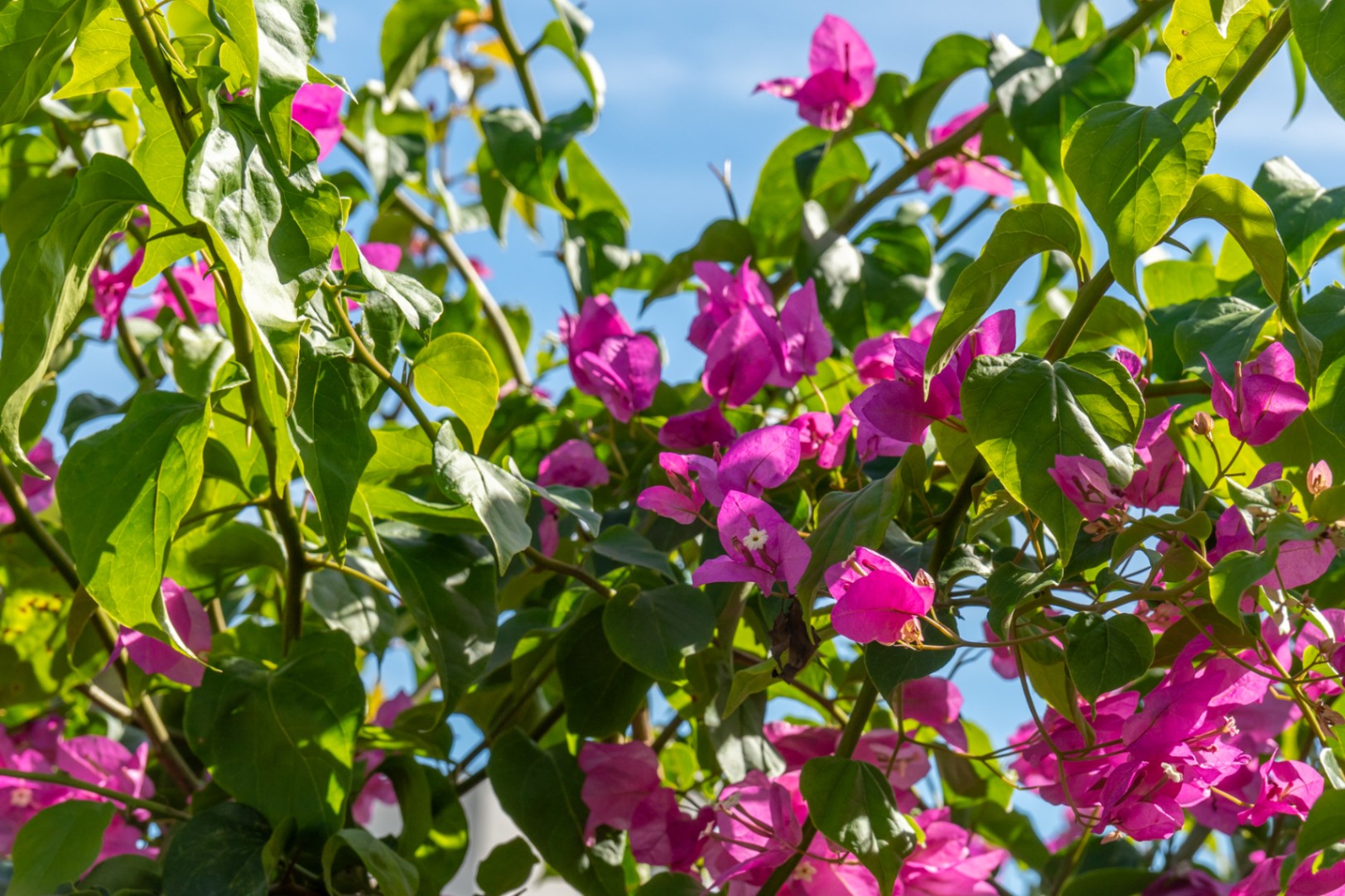 Garden detail
