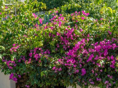 Garden detail