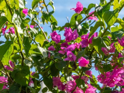 Garden detail