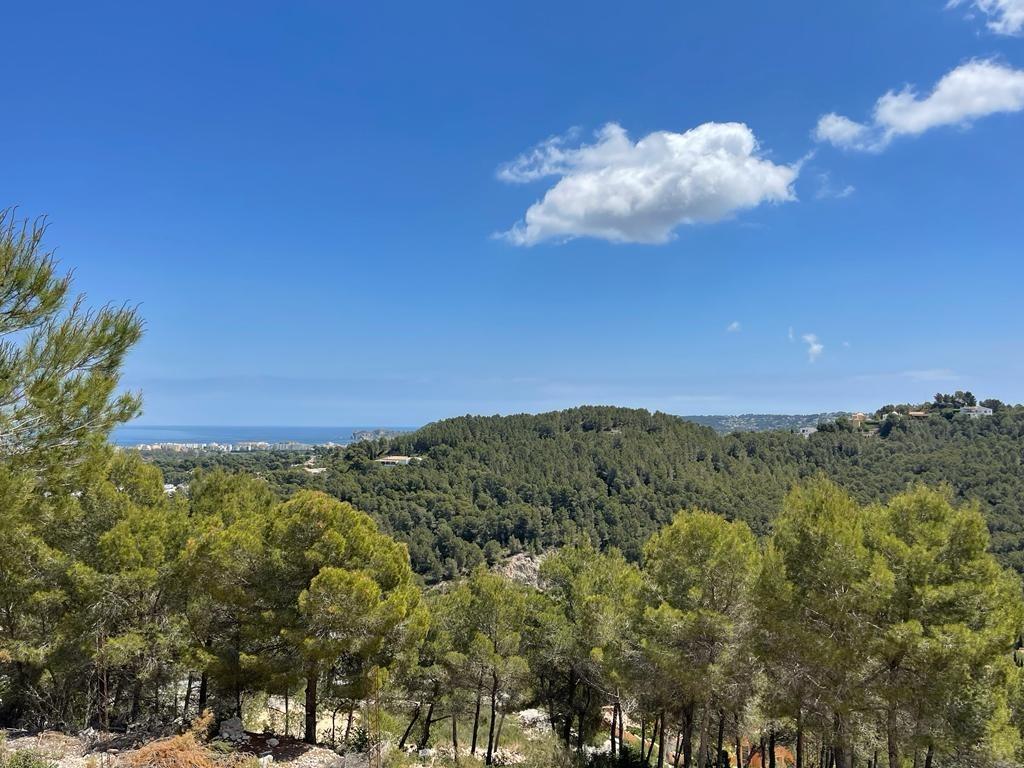 Elevated panoramic view overlooking a dense Mediterranean pine forest with the coastline visible on the horizon under a clear blue sky.