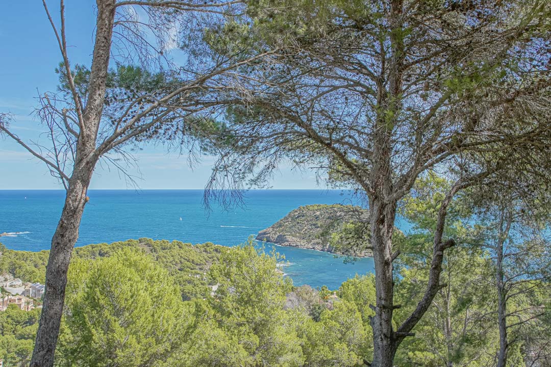 Elevated view of the Mediterranean Sea and Portichol Island framed by native pine trees from the building plot in Jávea.