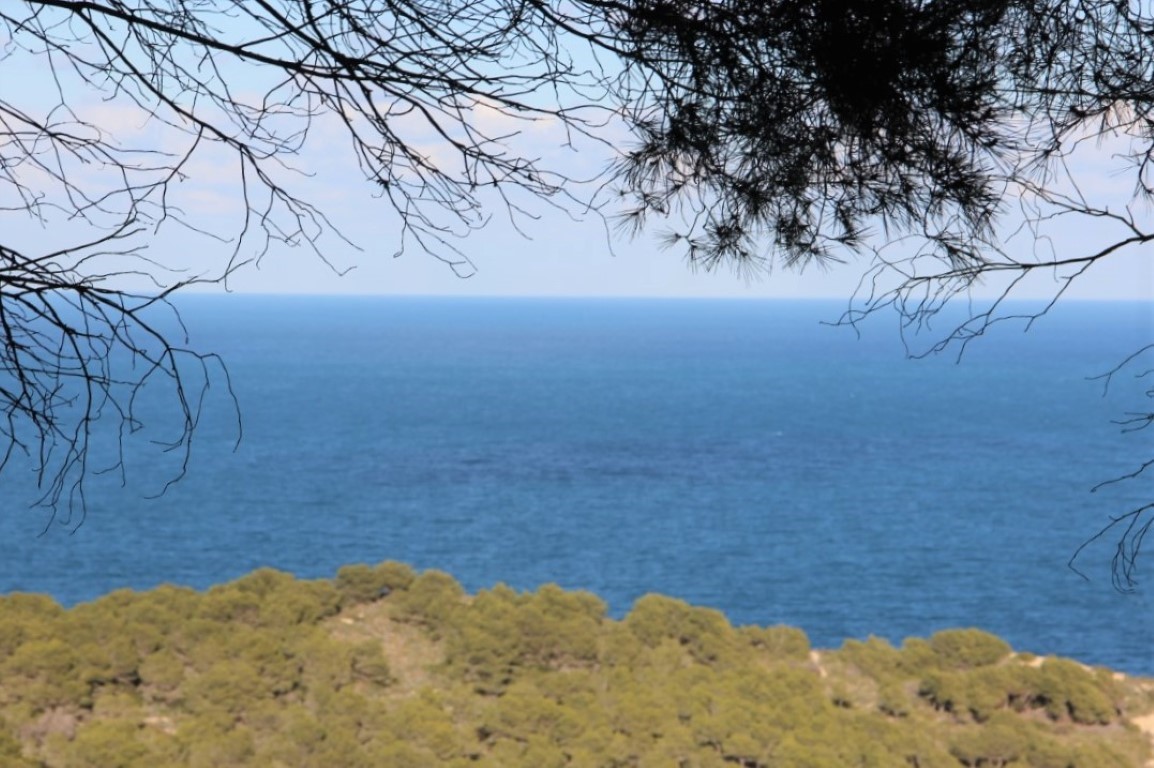 Panoramic view of the Mediterranean Sea framed by pine branches, showcasing the clear blue horizon and the lush coastal landscape of Jávea.