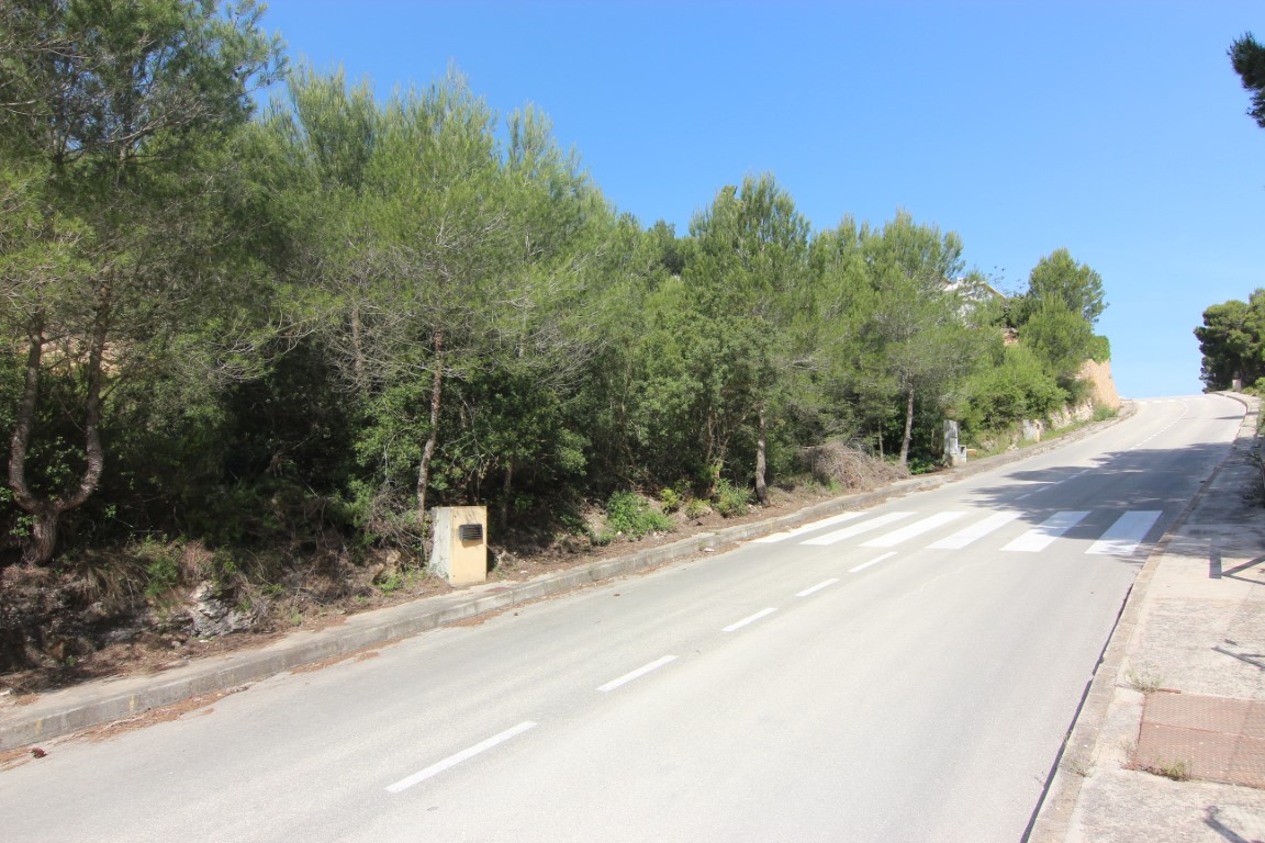 Paved access road featuring street markings and utility connections, bordered by dense pine trees in a newly developed residential area.