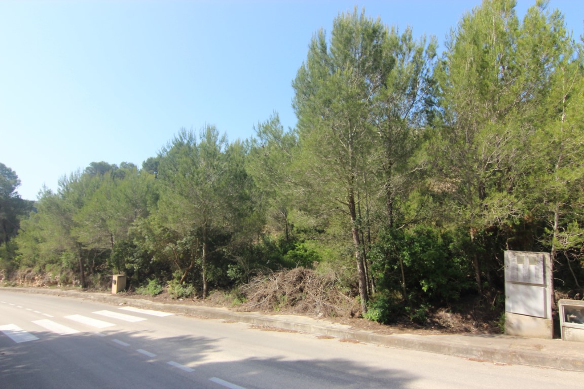 View of the paved access road featuring sidewalks, pedestrian crossings, and utility connections adjacent to a lush pine forest in Jávea.