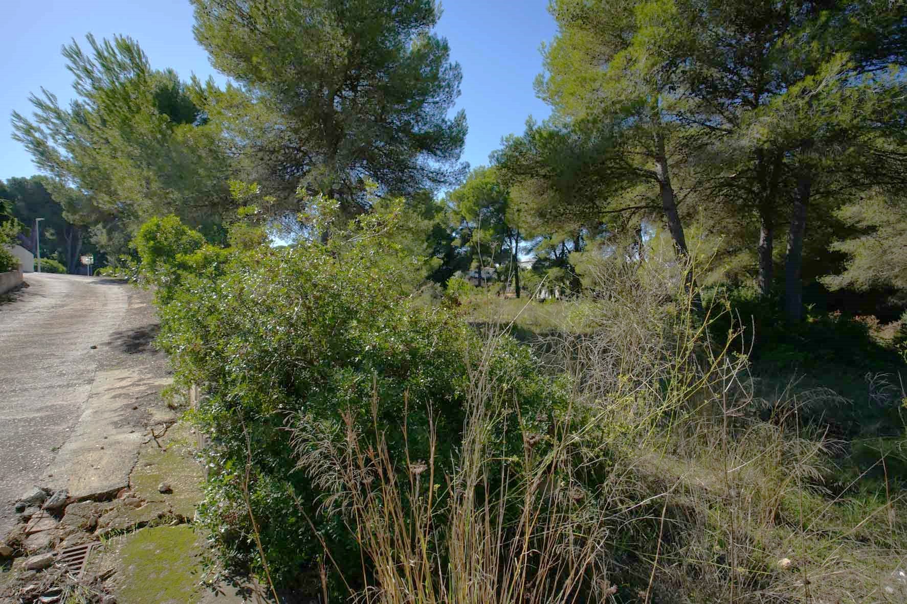 Corner plot featuring mature pine trees and native Mediterranean vegetation, located alongside a paved access road in a quiet residential area.