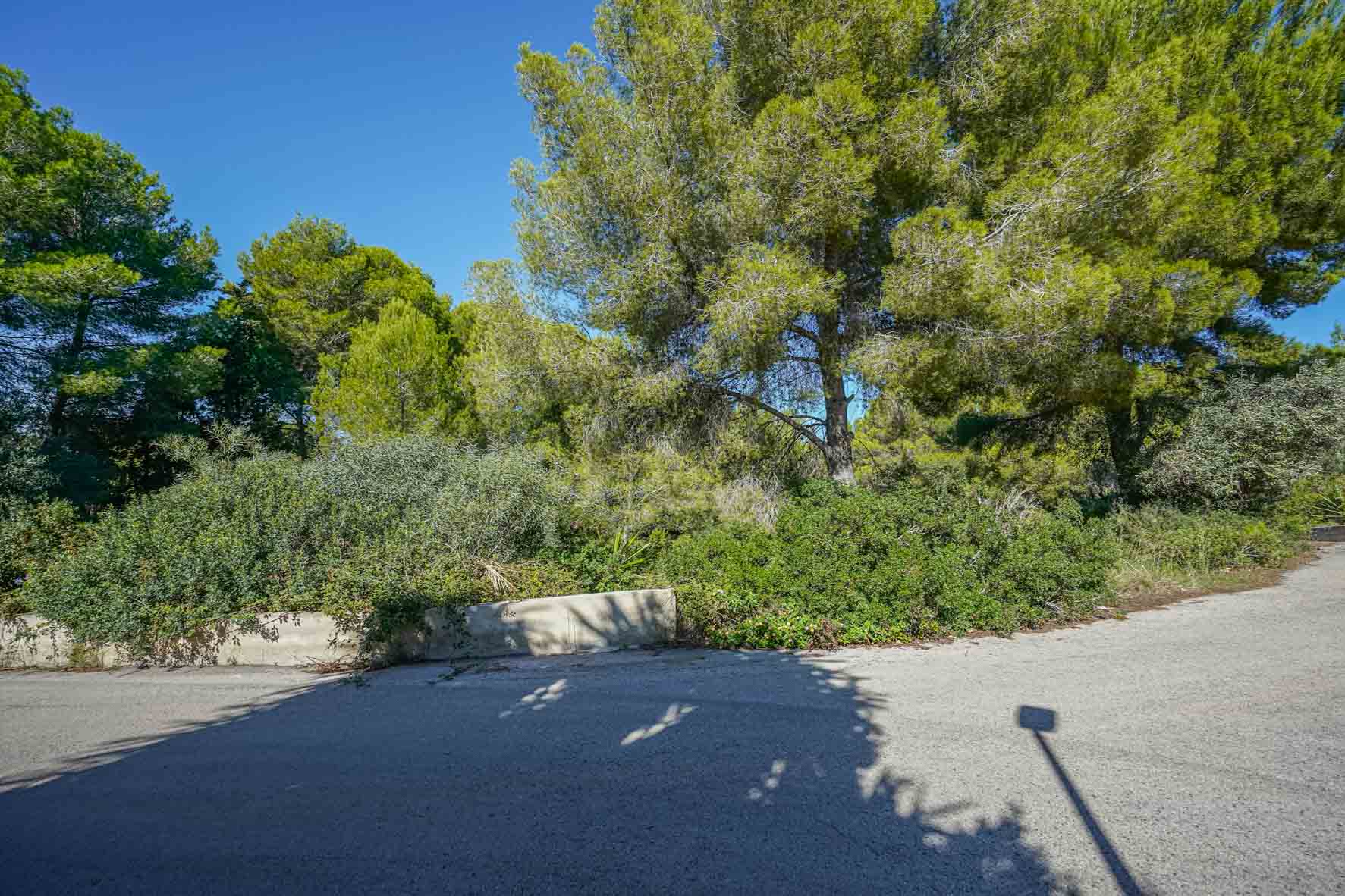 Corner plot view featuring mature pine trees and dense Mediterranean vegetation, bordered by a low concrete wall along a quiet paved street.