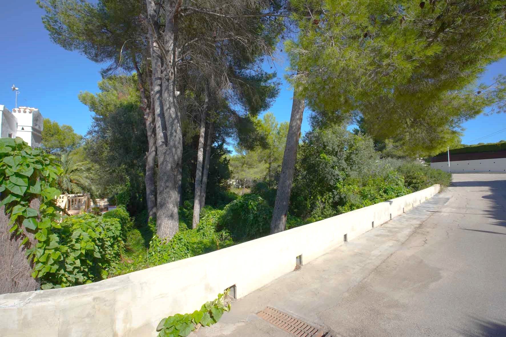 Exterior view of the corner plot featuring mature pine trees and dense vegetation, bordered by a low white wall along a quiet paved street.