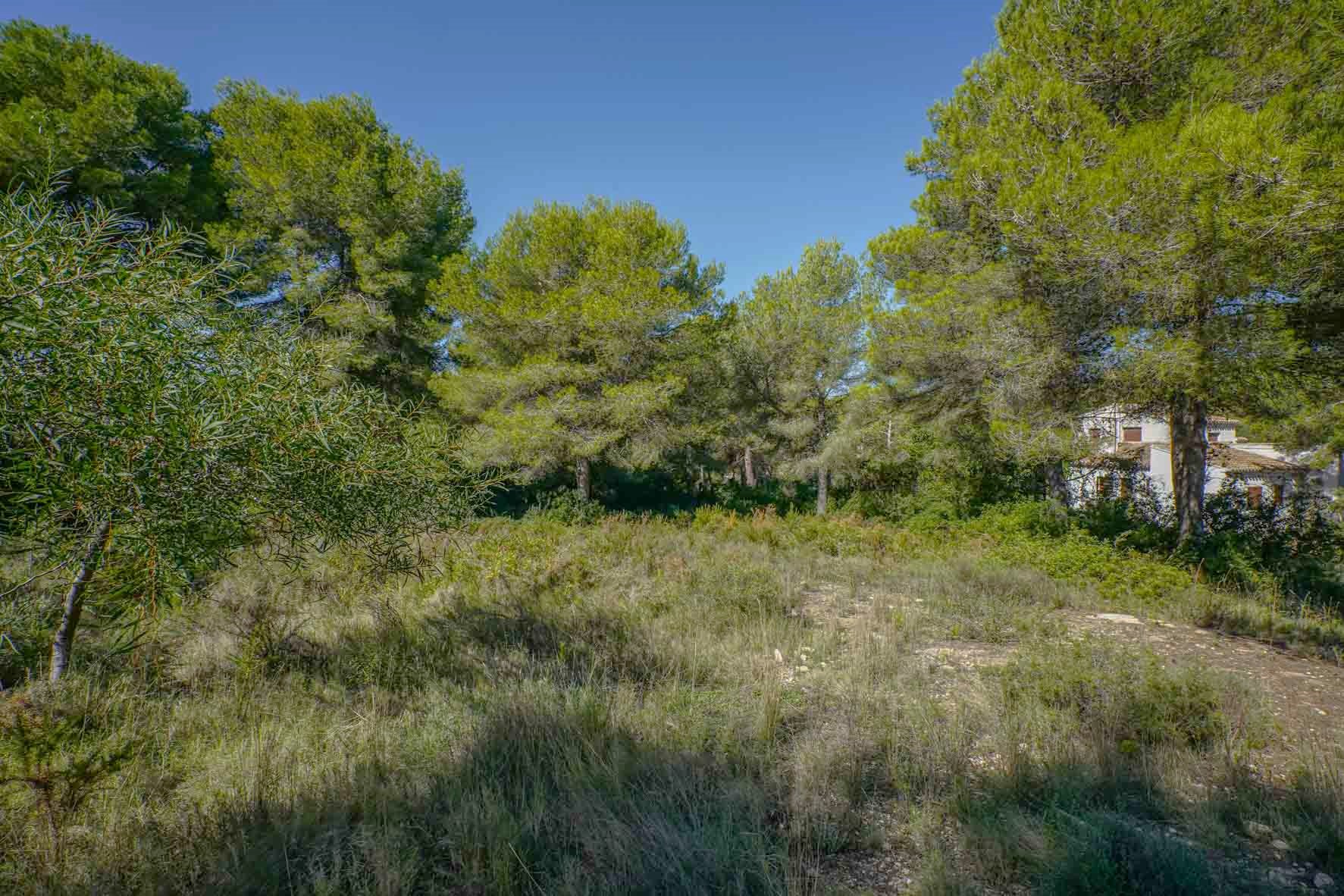 Level building plot featuring mature pine trees and natural Mediterranean shrubland, located in a quiet residential area under clear skies.