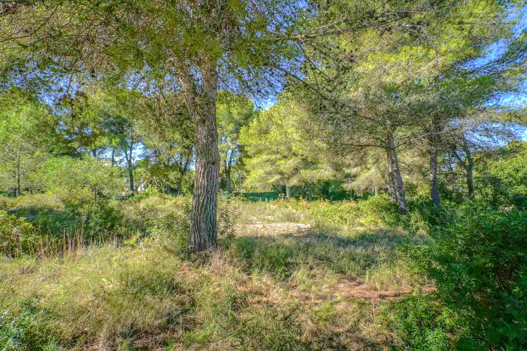 Level plot featuring mature pine trees and native Mediterranean vegetation. The terrain provides a natural, private setting with sunlight filtering through the canopy.
