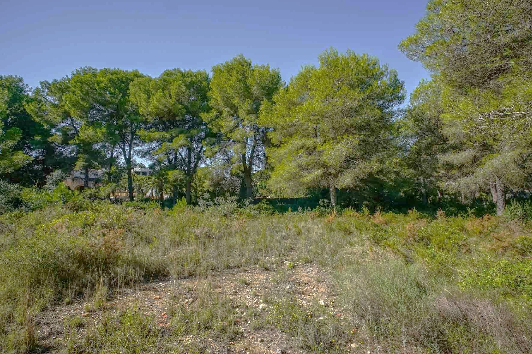 Level plot featuring native Mediterranean scrub and mature pine trees, offering a natural setting in the quiet Portichol area.
