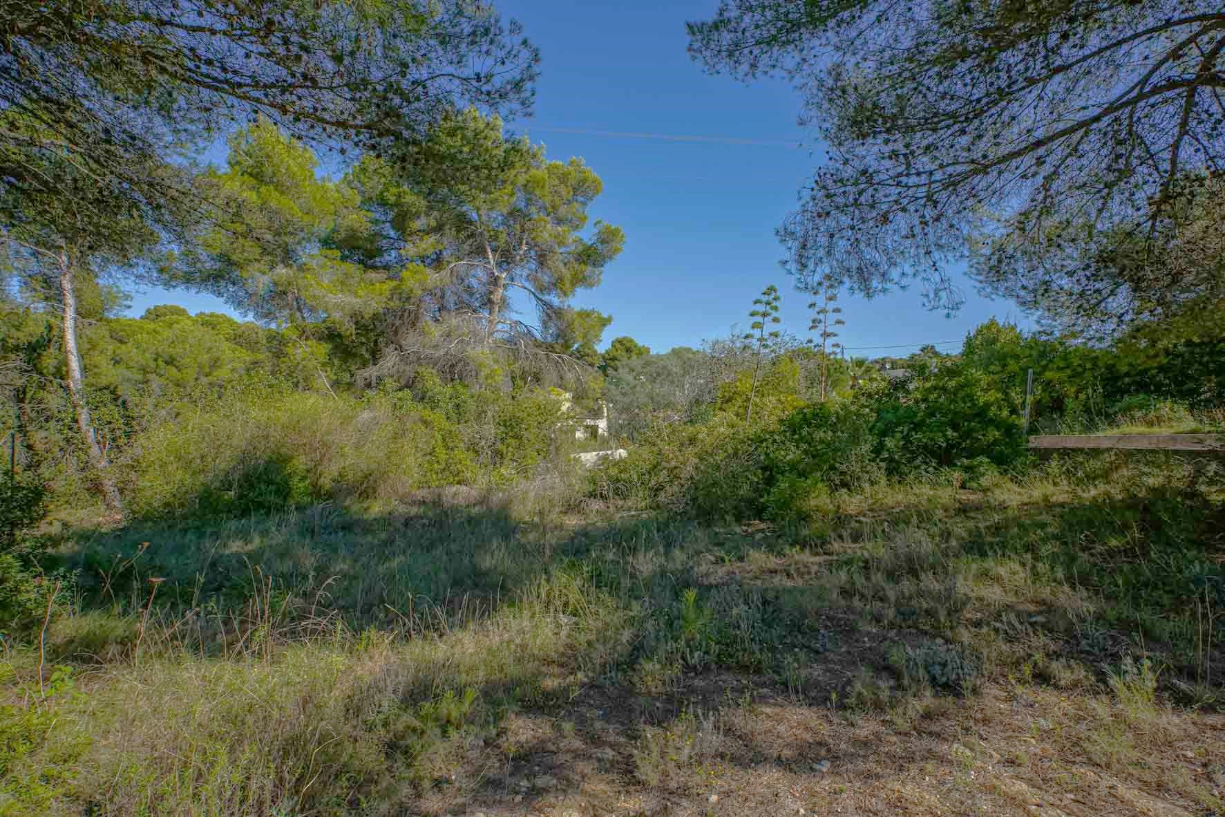 Natural building plot in Portichol featuring mature pine trees and native Mediterranean shrubland under a clear blue sky.