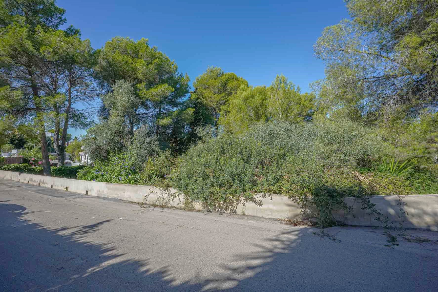 Street-level view of the plot featuring an asphalt access road, a low concrete perimeter wall, and a dense screen of mature pine trees and Mediterranean shrubs.