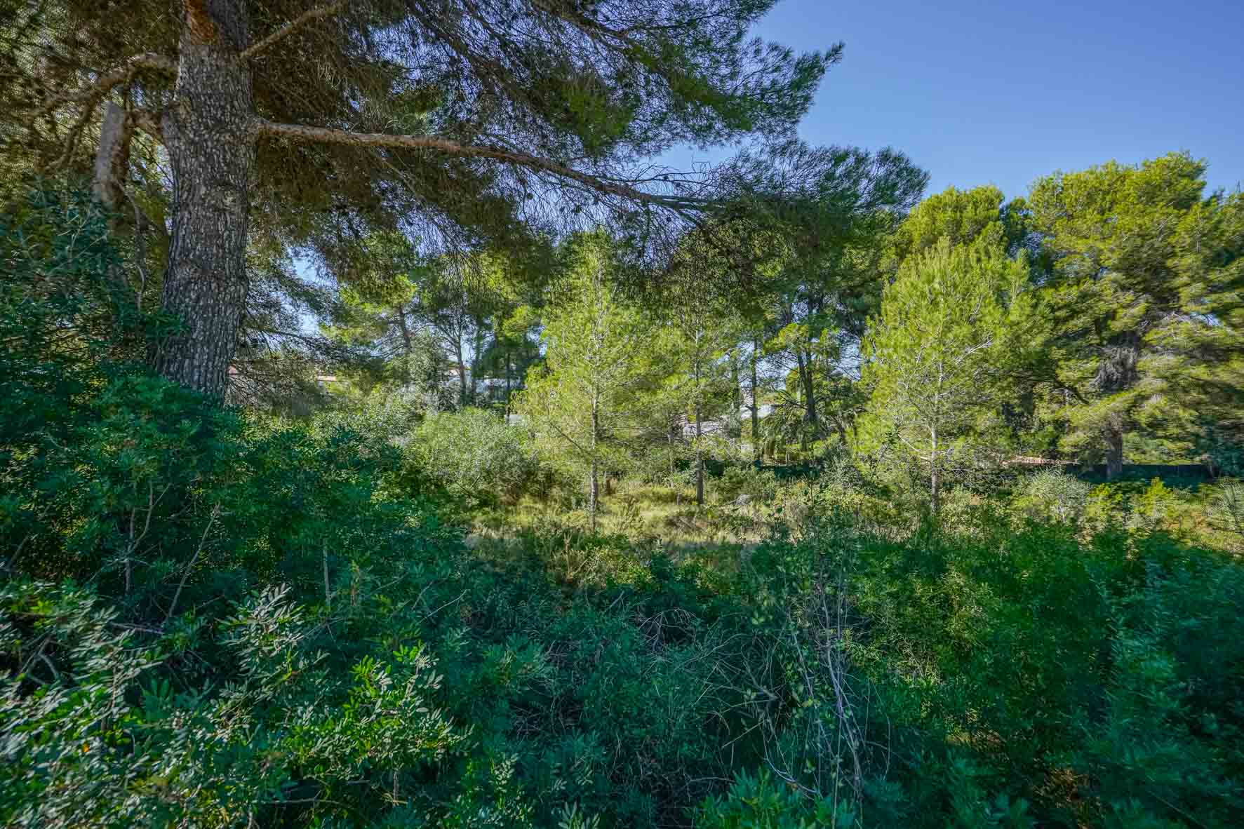 View of the plot featuring dense Mediterranean vegetation, mature pine trees, and native shrubs under a clear blue sky in Portichol.