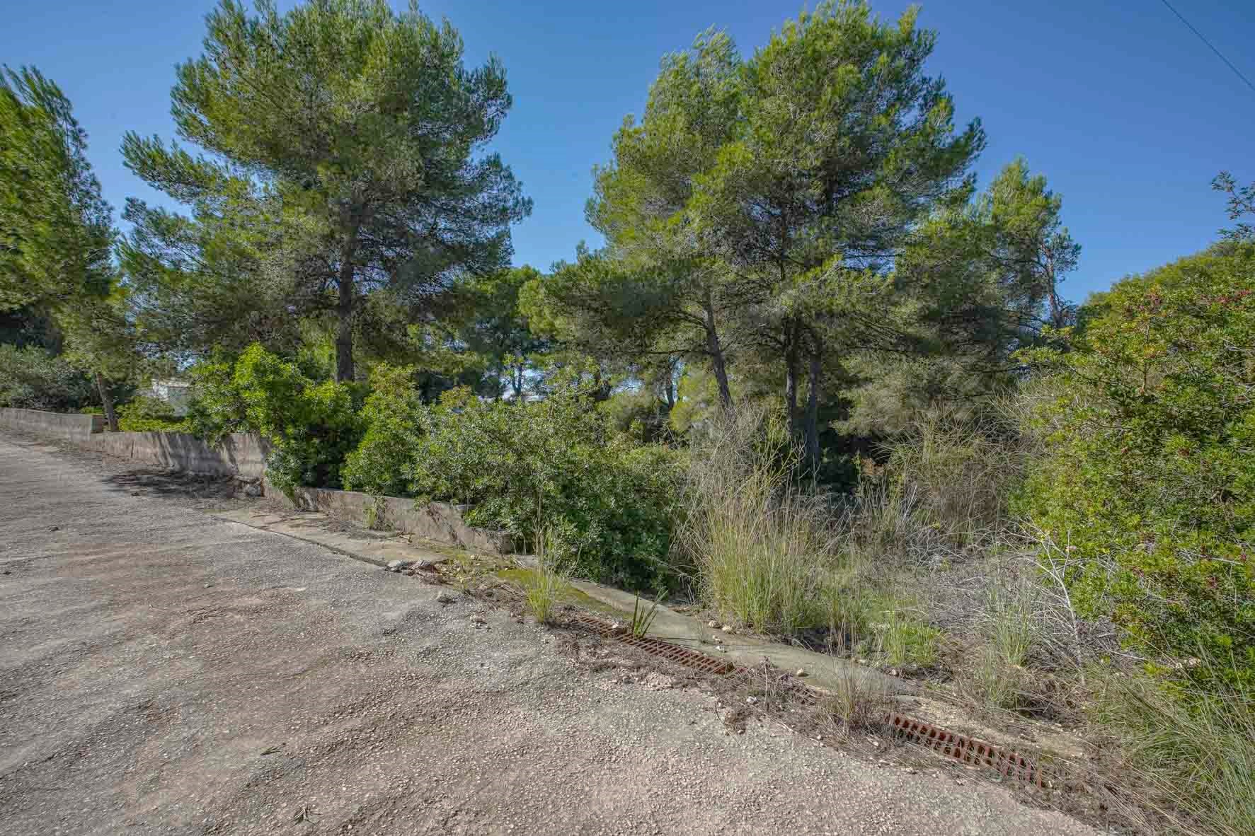 View of the plot featuring mature pine trees and Mediterranean shrubbery, bordered by a concrete access road and low retaining walls.
