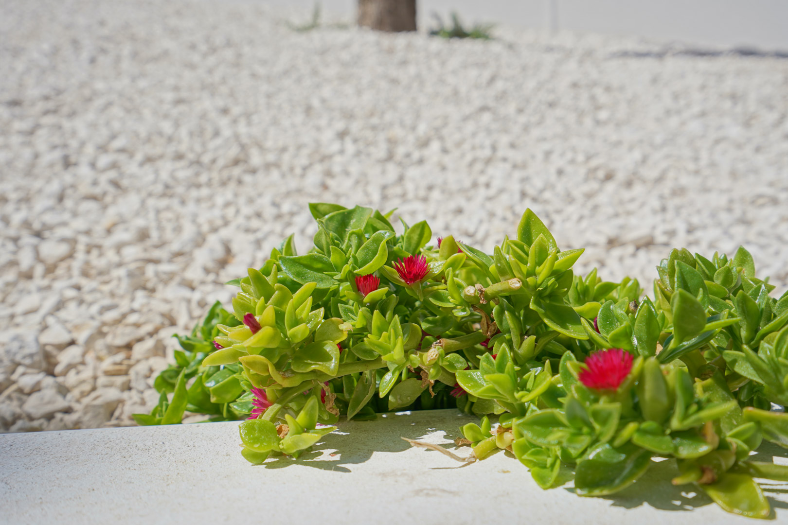 Close-up of a flowering succulent integrated into the low-maintenance Mediterranean garden, featuring decorative white gravel.
