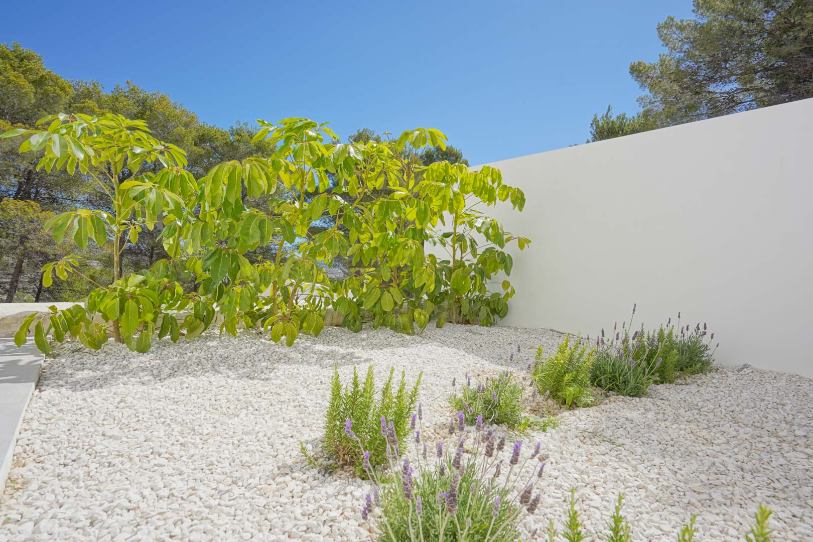 Low-maintenance Mediterranean garden featuring white gravel, lavender plants, and lush shrubs against a minimalist white wall.