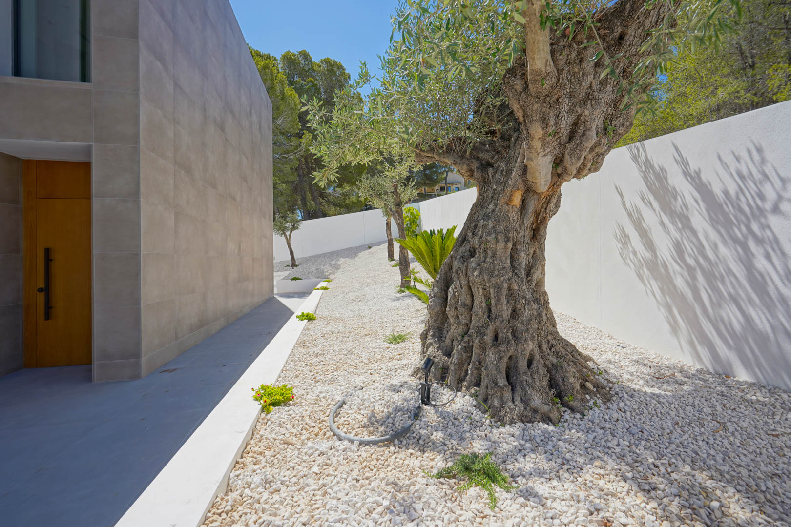 Side entrance featuring a mature olive tree on white gravel, grey tiled facade, and a solid wood door, bordered by a white wall and pine forest.