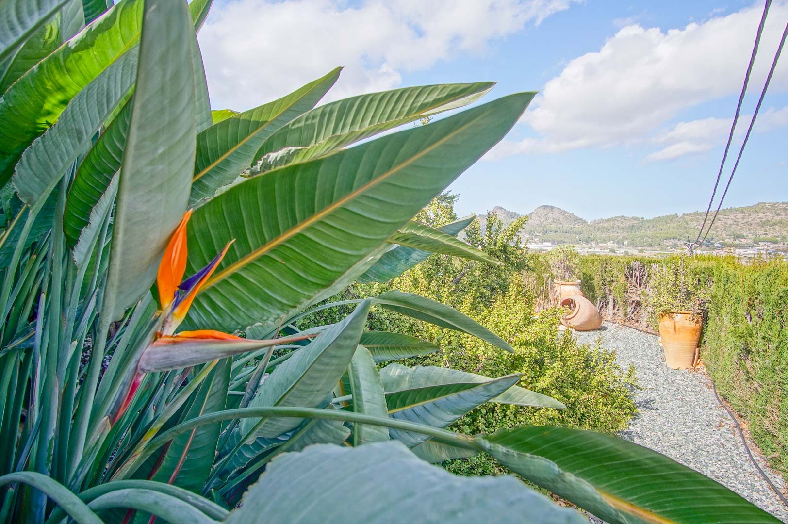 Mediterranean garden featuring a Bird of Paradise flower, gravel paths, and decorative terracotta pots against a backdrop of mountain views.