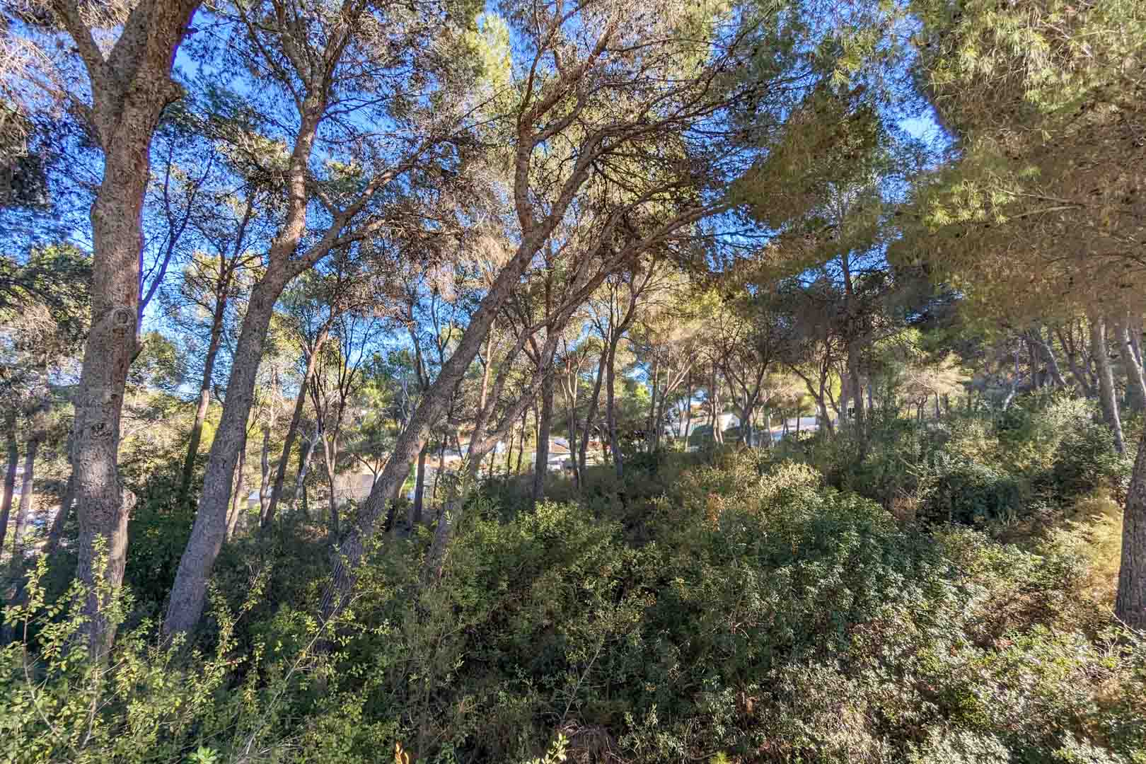 Natural surroundings featuring a dense pine forest and native Mediterranean vegetation, providing privacy and natural shade around the property area.