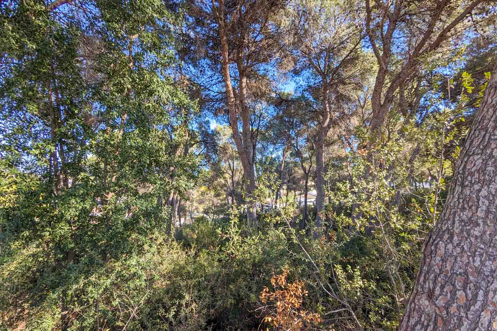 View of the property's natural surroundings, featuring a dense Mediterranean pine grove and native vegetation providing privacy and natural shade.