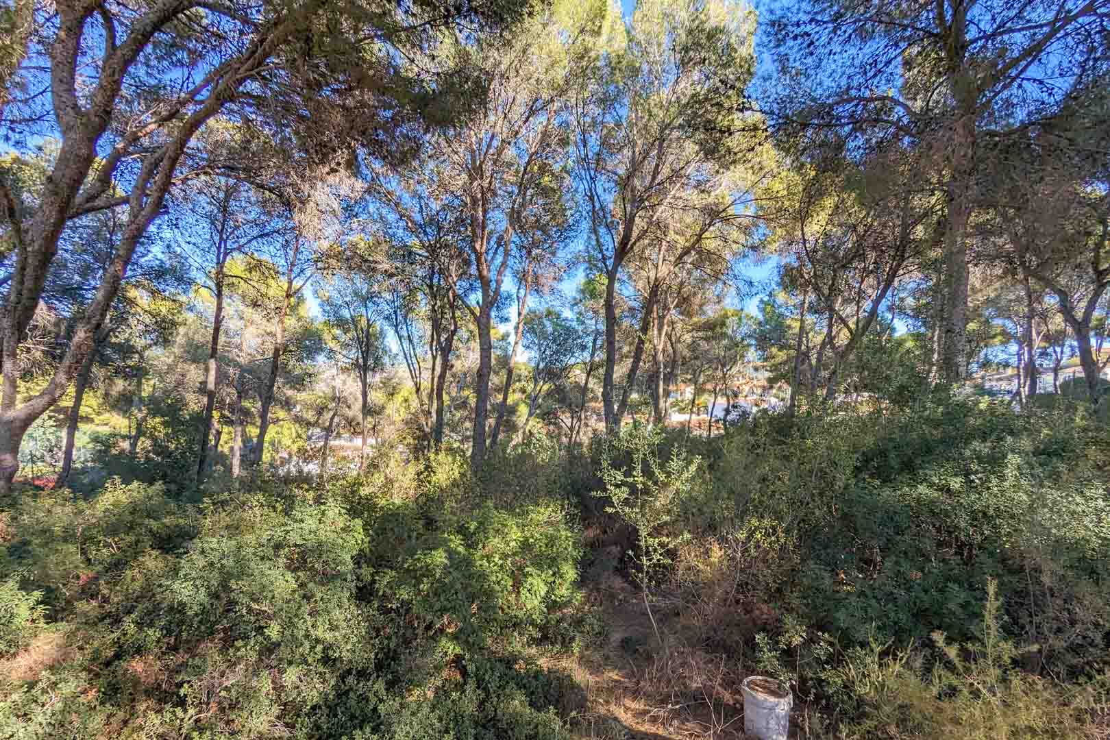 View of the property's natural surroundings, featuring a lush Mediterranean pine forest and native shrubbery under a clear blue sky.