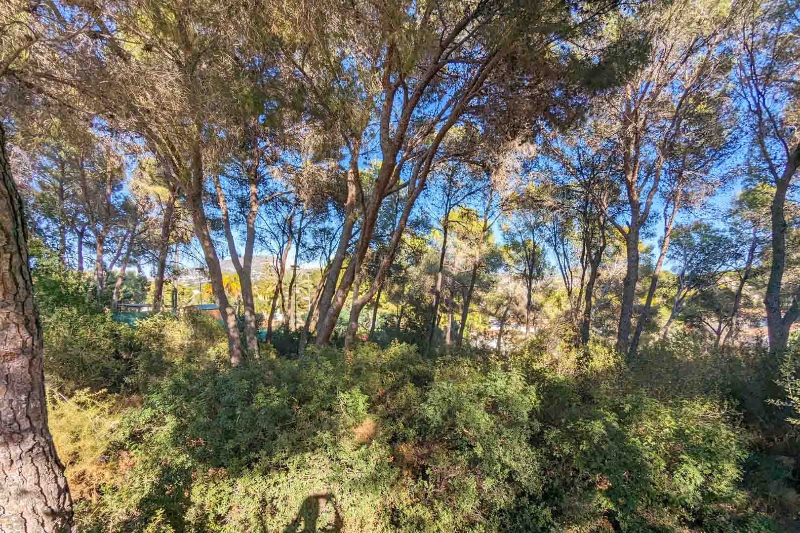 View of the property's natural surroundings featuring mature pine trees and native Mediterranean shrubbery, providing privacy and shade.