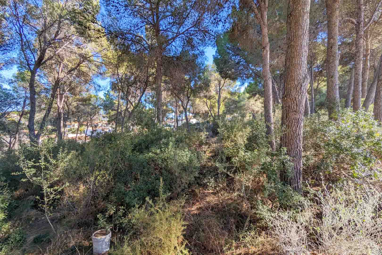 View of the property's natural surroundings, featuring mature pine trees and native Mediterranean shrubland on a sloped terrain under a clear sky.