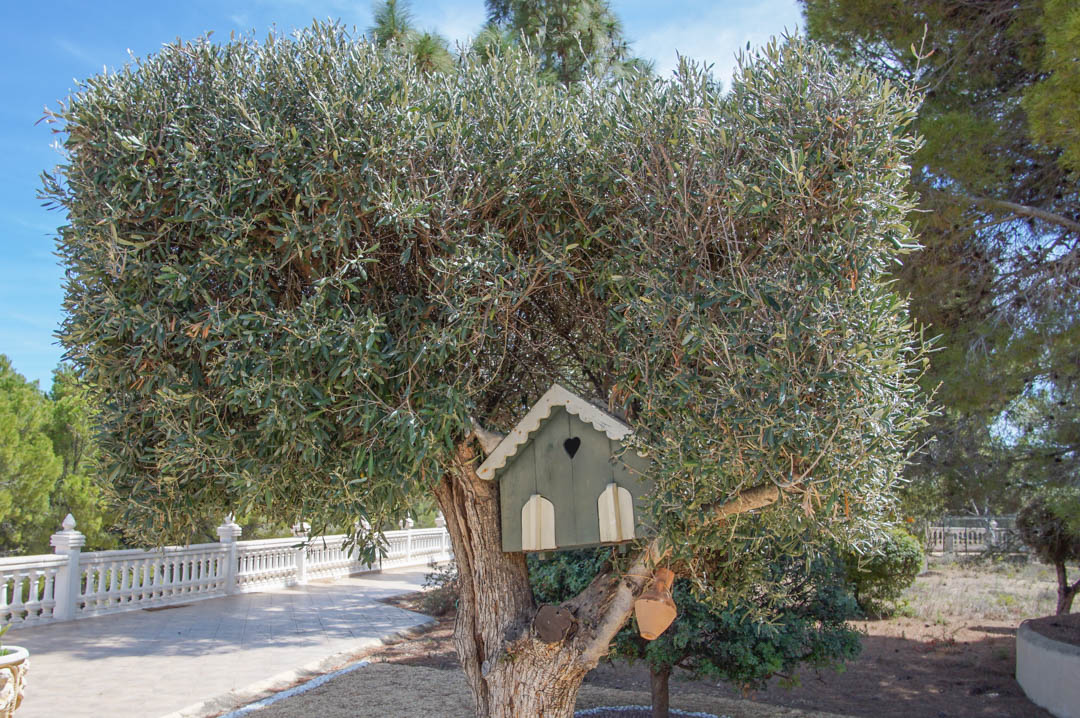 Mature olive tree featuring a decorative wooden birdhouse, set within the landscaped grounds beside a paved walkway and classic white balustrade.