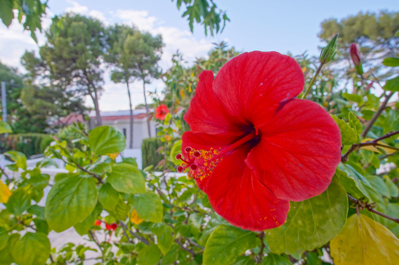 Close-up of a vibrant red hibiscus in the Mediterranean garden, featuring the villa's white exterior and mature pine trees in the background.