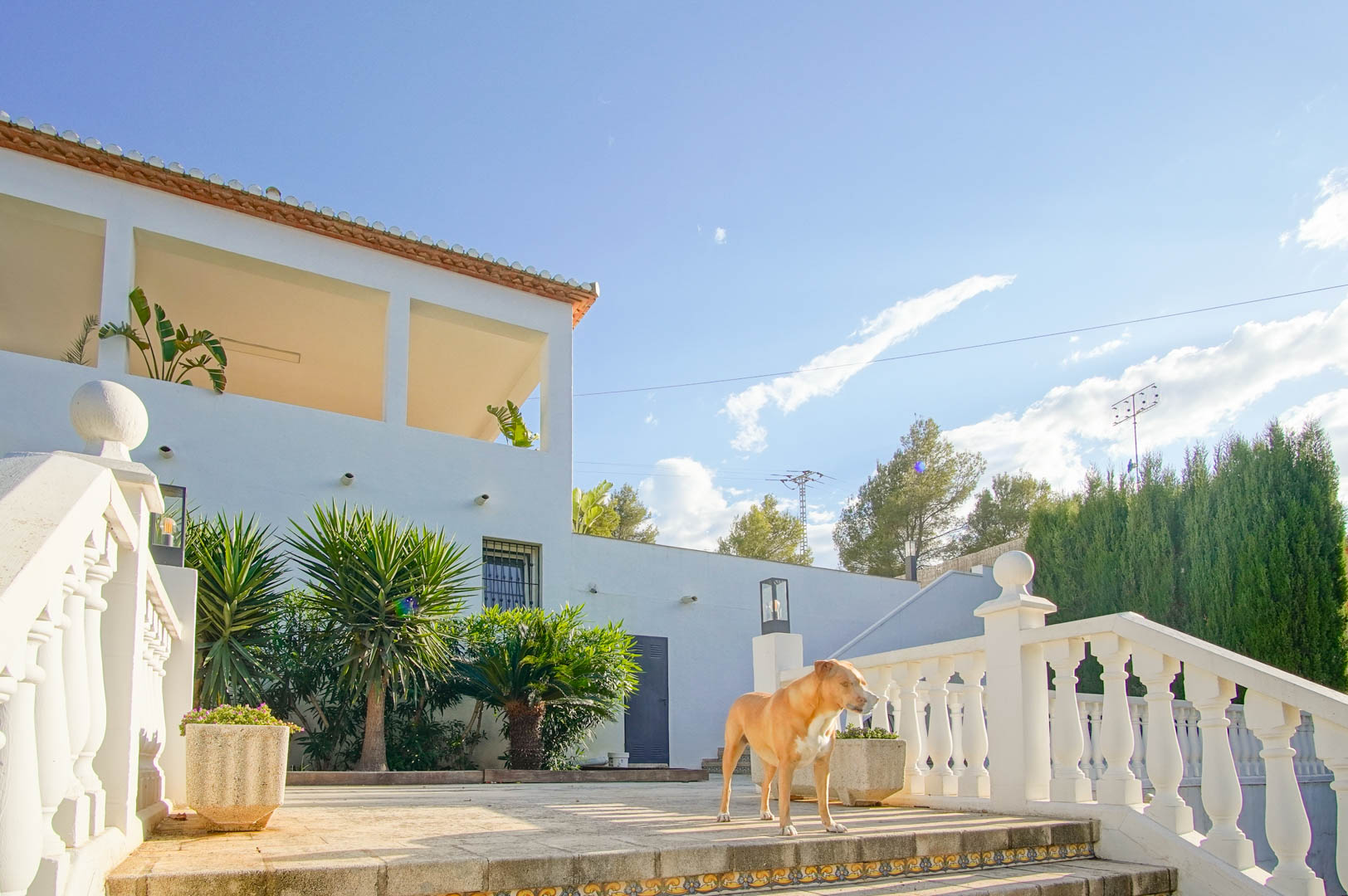 Exterior view of the villa featuring white balustrades, a stone terrace, and Mediterranean greenery including yuccas and palms under the Dénia sun.
