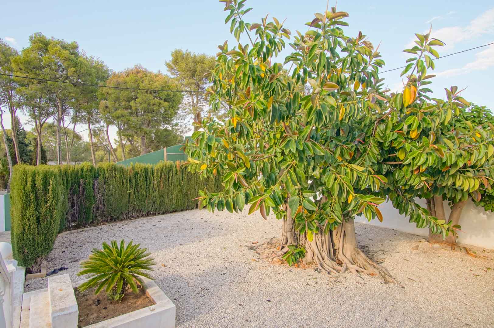 Low-maintenance garden featuring a large Ficus tree with aerial roots, white gravel flooring, and high cypress hedges for privacy.